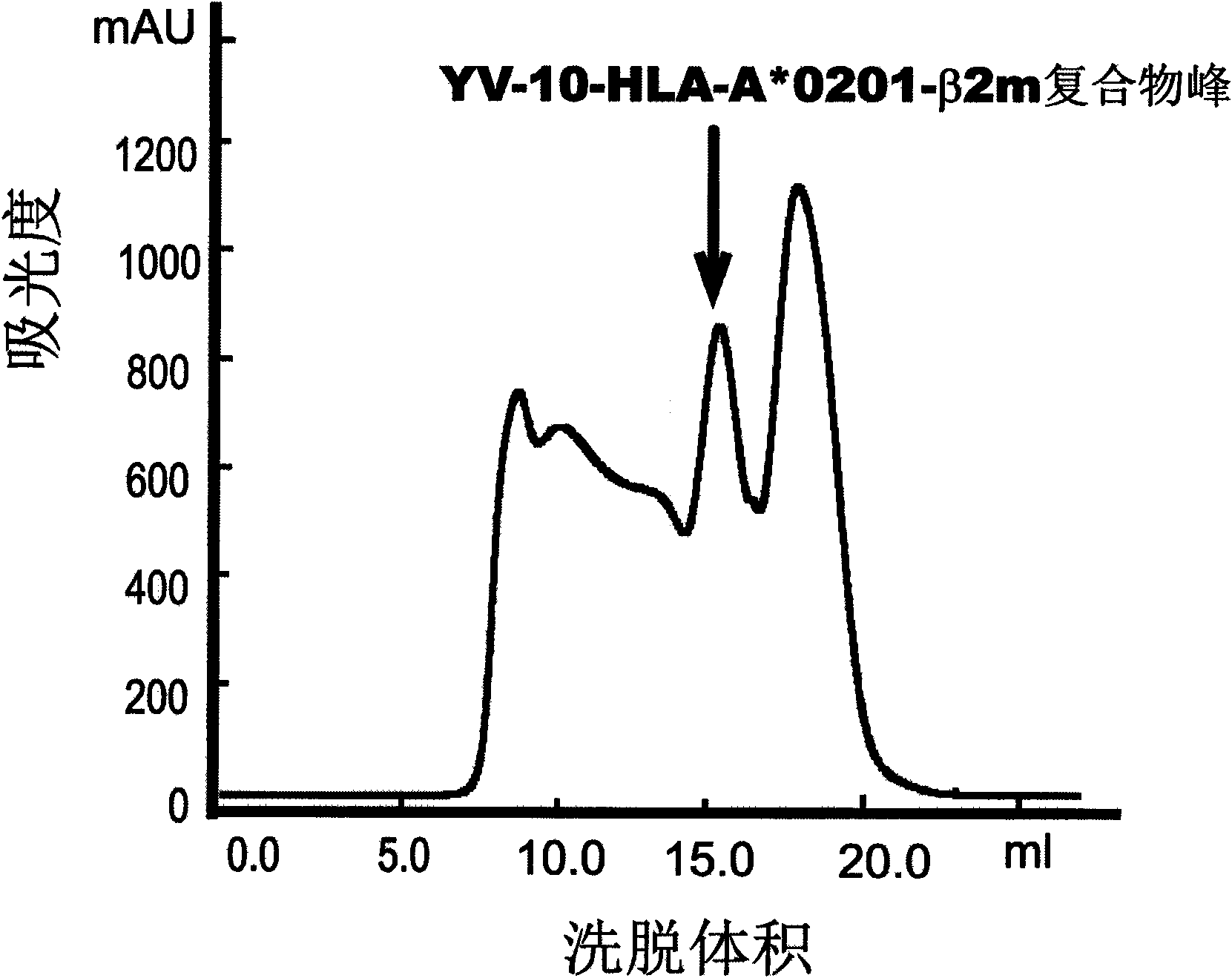 CTL epitope polypeptide of avian influenza H5N1 virus and application thereof