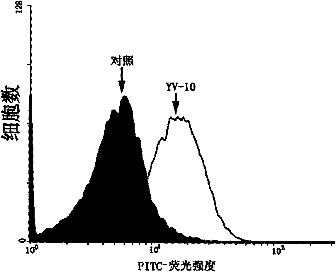 CTL epitope polypeptide of avian influenza H5N1 virus and application thereof