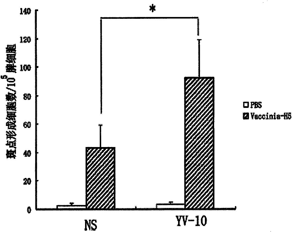 CTL epitope polypeptide of avian influenza H5N1 virus and application thereof