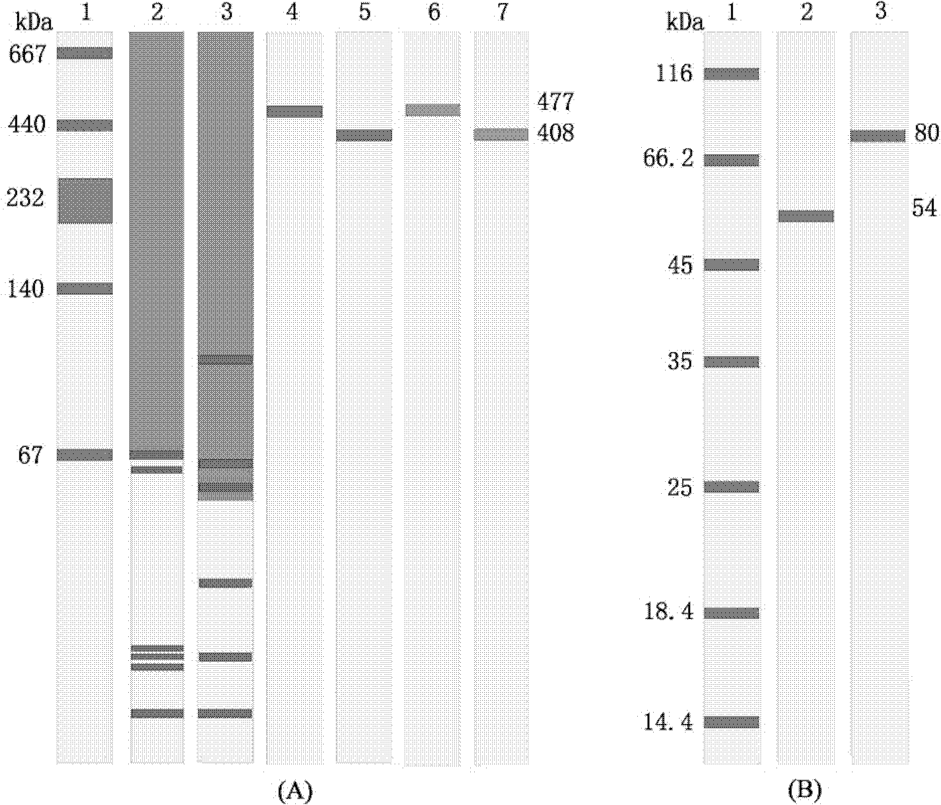 Method for separating and purifying scallop phenol oxidase