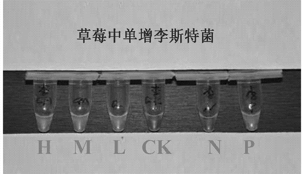 Multiplex LAMP detection primer, kit and method for six food-borne pathogenic bacteria in fruits and vegetables