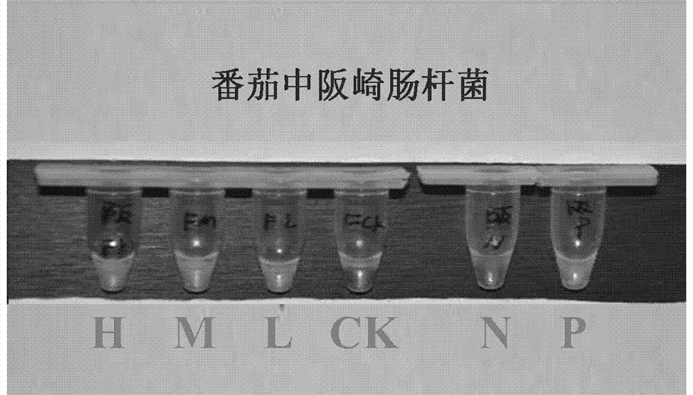 Multiplex LAMP detection primer, kit and method for six food-borne pathogenic bacteria in fruits and vegetables