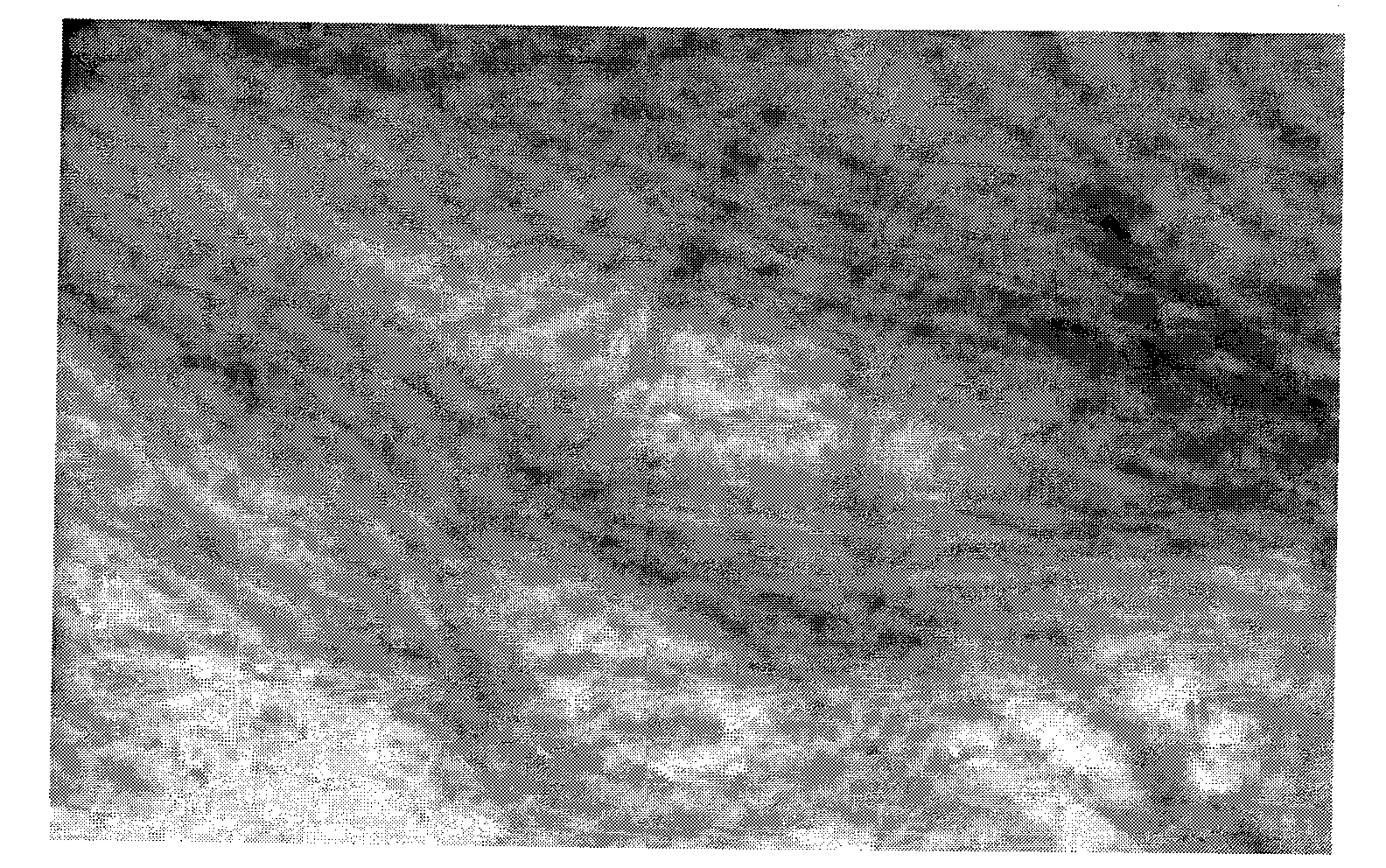 Antiviral biopesticide sourcing from Eupatorium adenophorum spreng and preparation method thereof