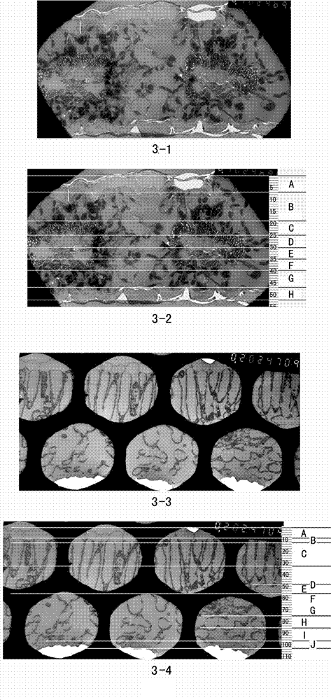 Method for observing in a plant blade microstructure in an oriented manner by treating blade