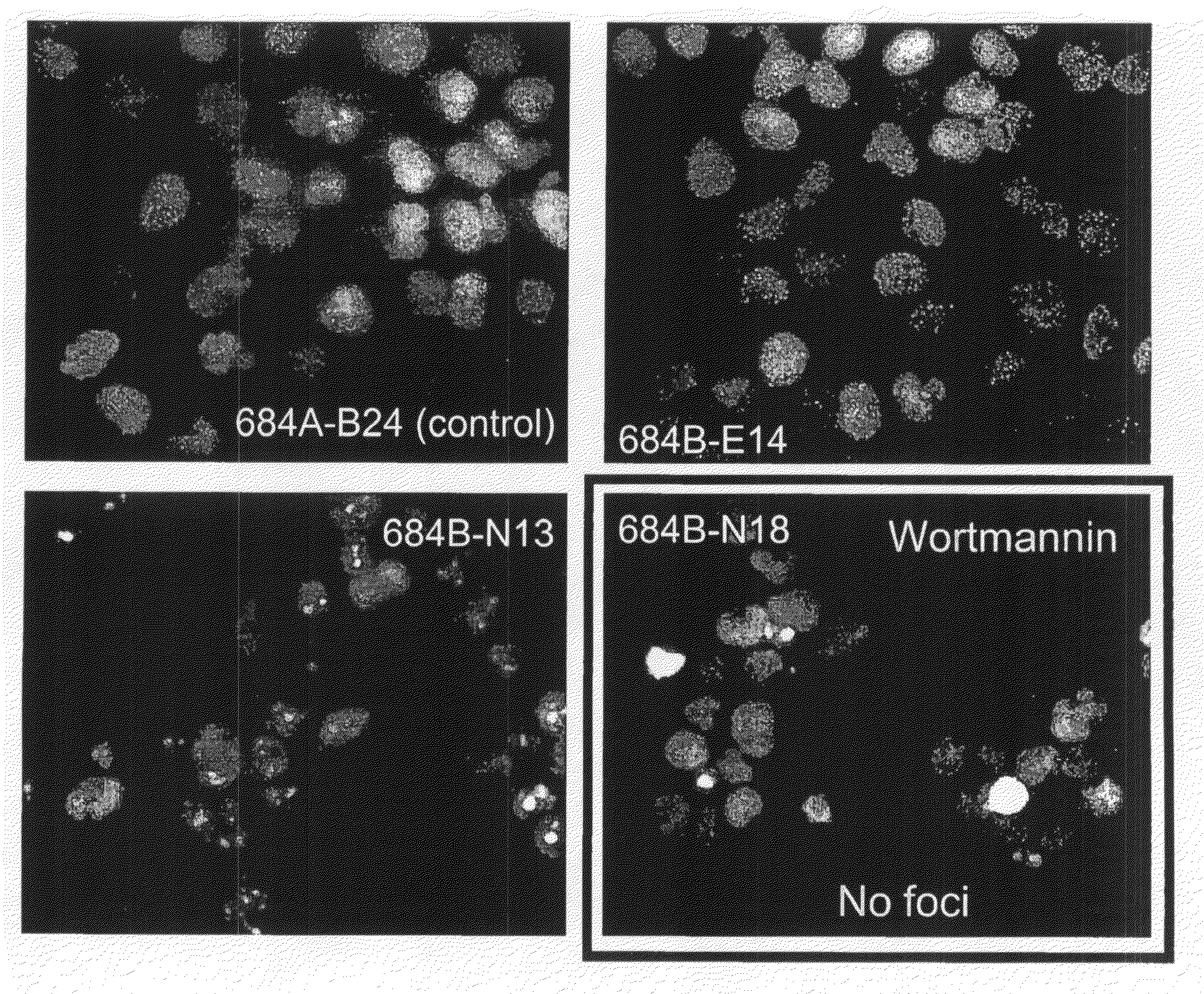 Method for determination and quantification of radiation or genotoxin exposure