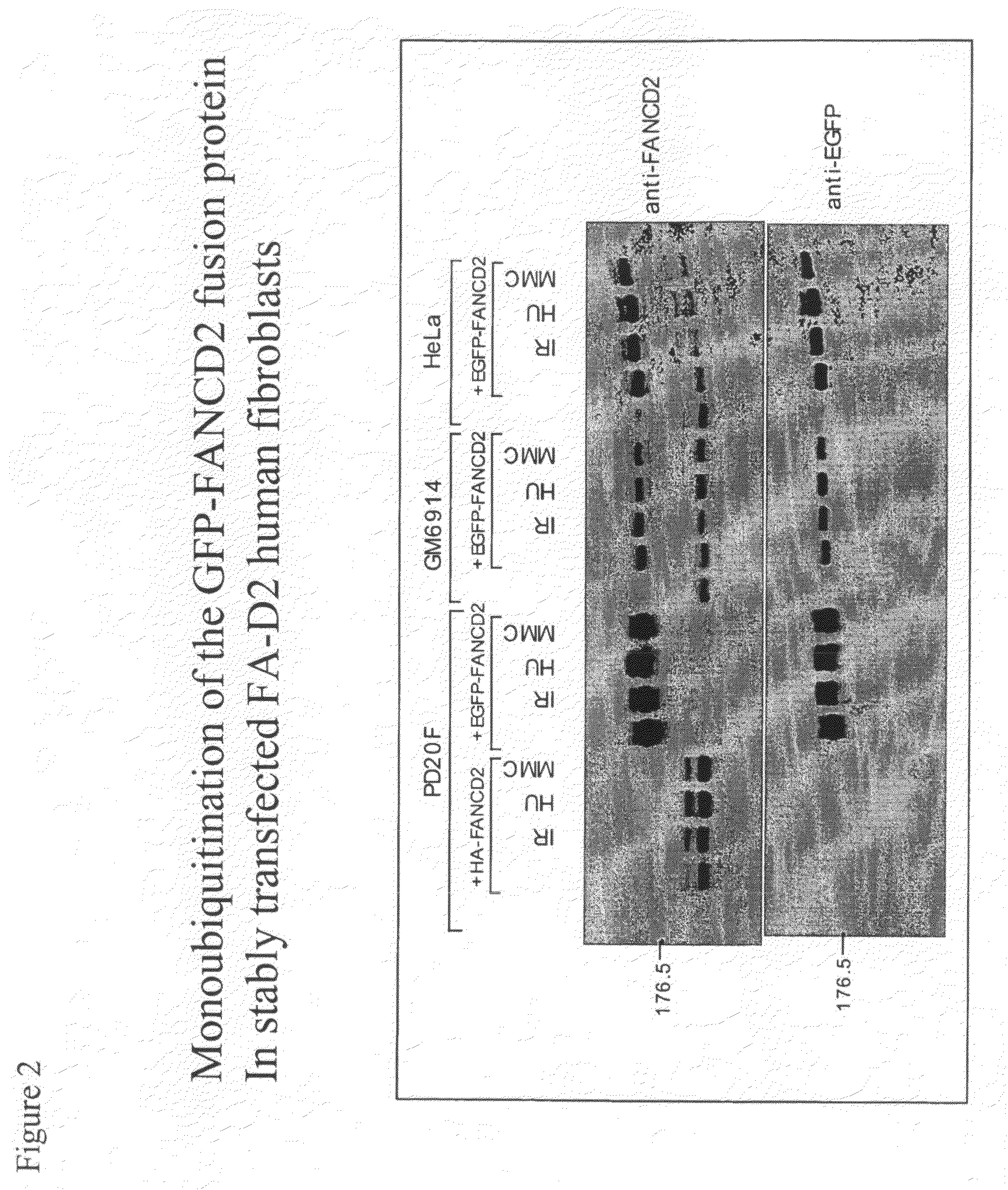 Method for determination and quantification of radiation or genotoxin exposure