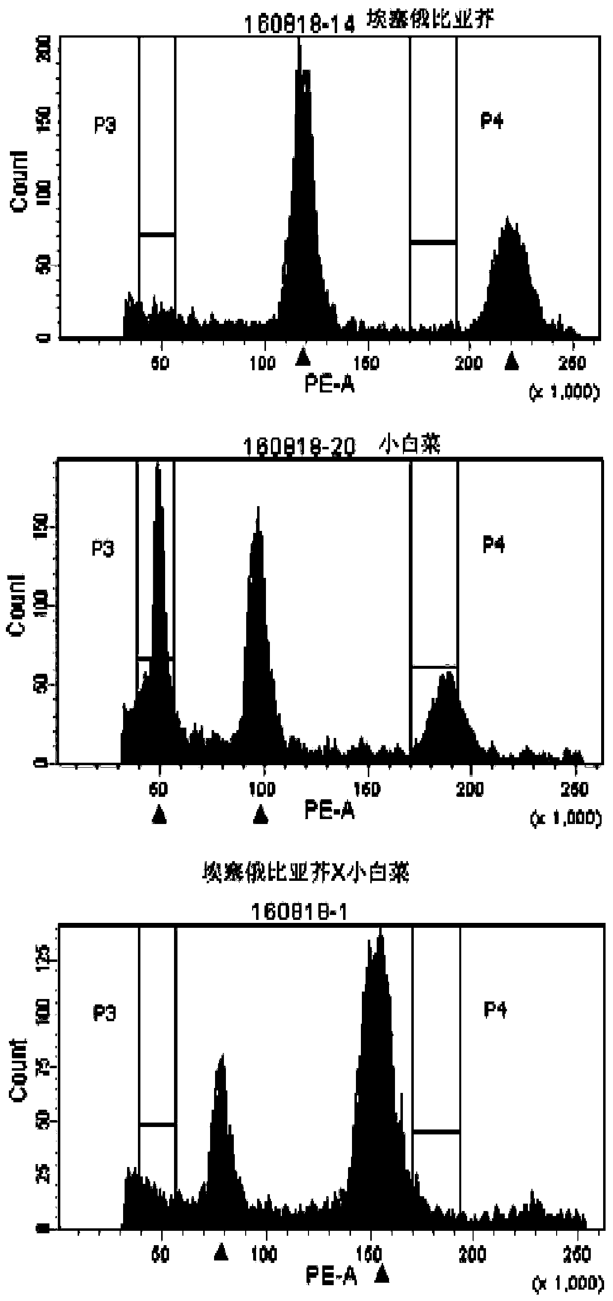 Molecular marker for identifying A10 and C07 chromosome segregation conditions of interspecific hybrids of Chinese cabbages and brassica carinata, and progeny materials of interspecific hybrids