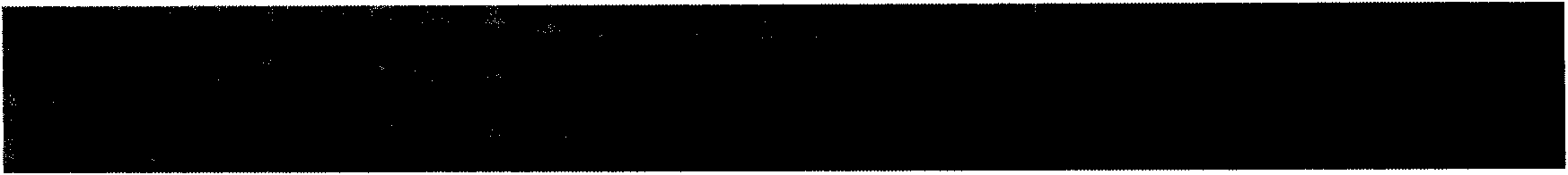 Sheep back fat trait-related SNP and application thereof