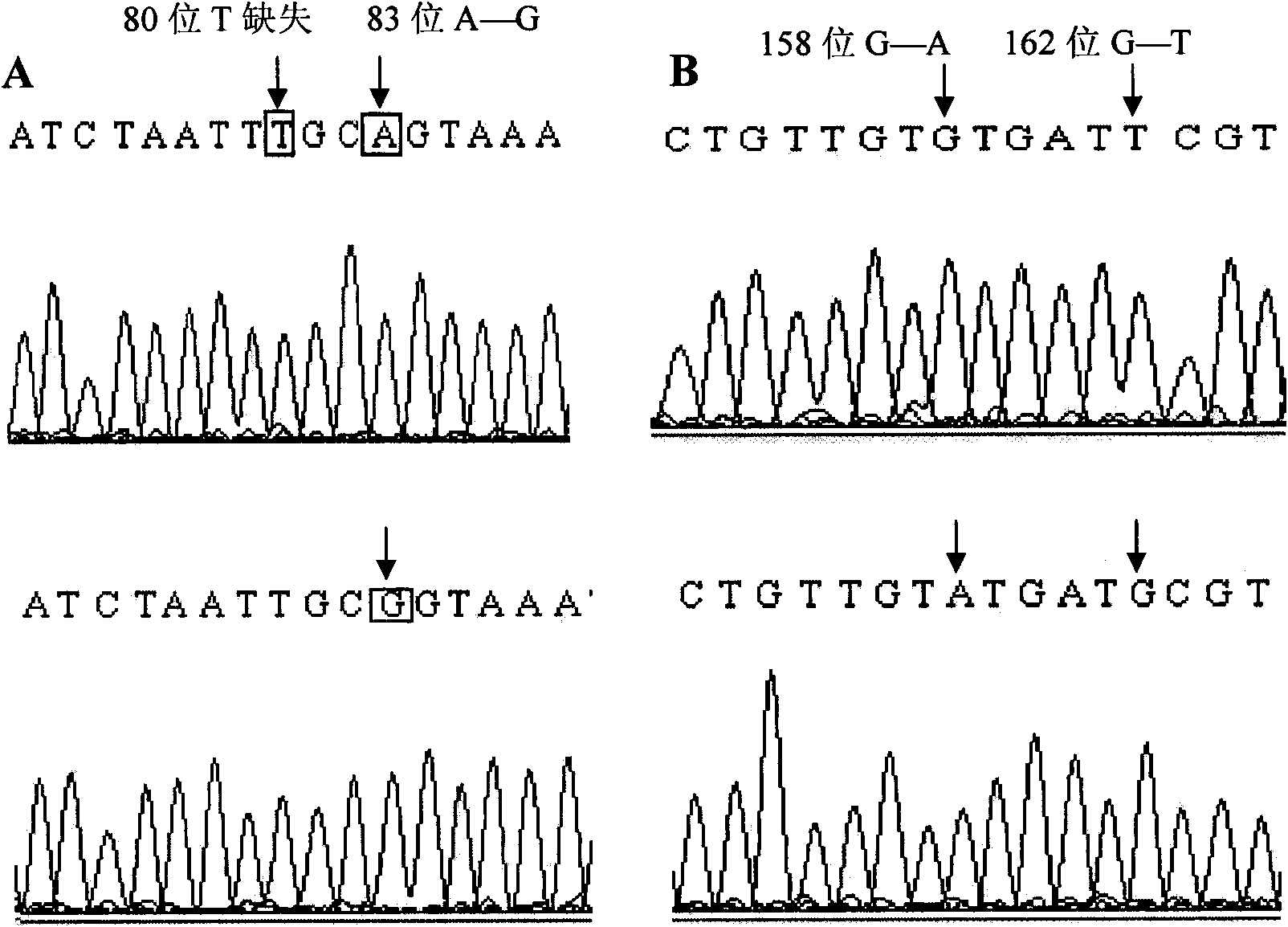 Sheep back fat trait-related SNP and application thereof