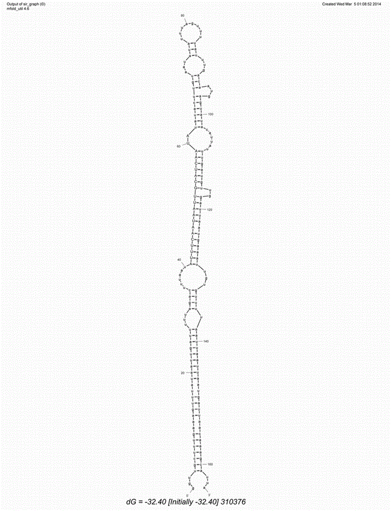 Micro-ribose nucleic acid (miRNA) for regulating and controlling expression of rustproofing bacterium infected gene of hybrid poplar and use of miRNA