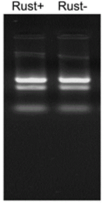 Micro-ribose nucleic acid (miRNA) for regulating and controlling expression of rustproofing bacterium infected gene of hybrid poplar and use of miRNA