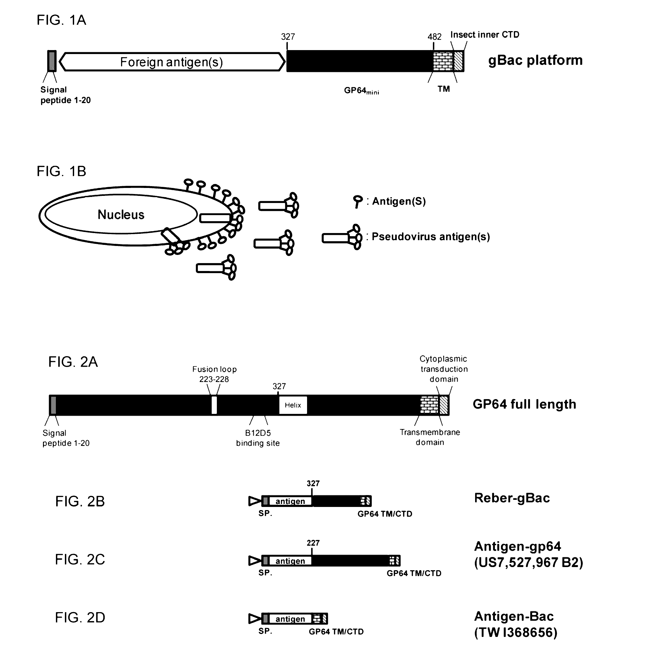 Novel baculovirus display vectors and uses thereof