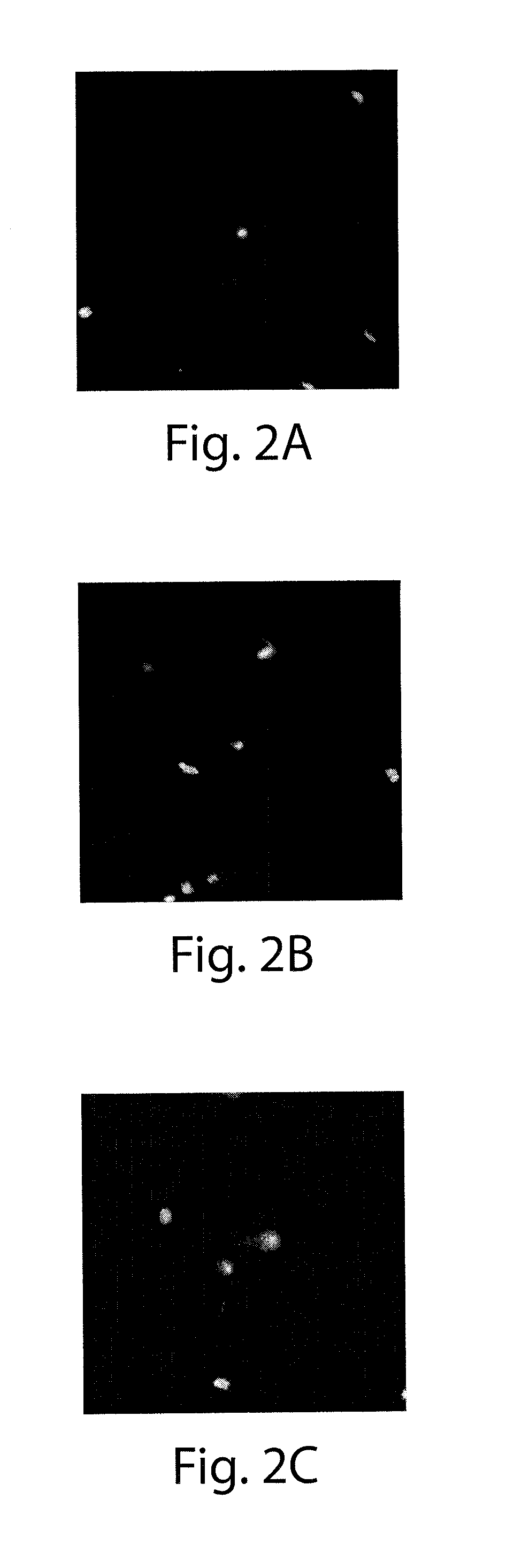 Active Sunscreen Composition