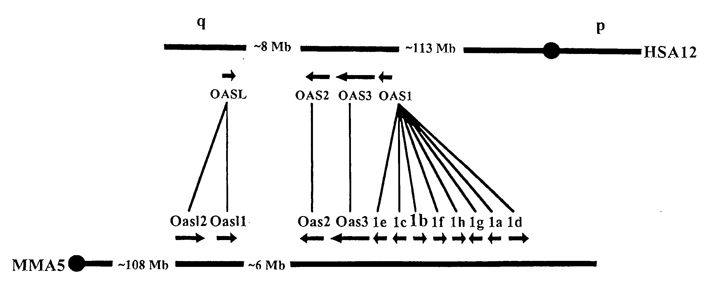 Compositions and methods for viral resistance genes