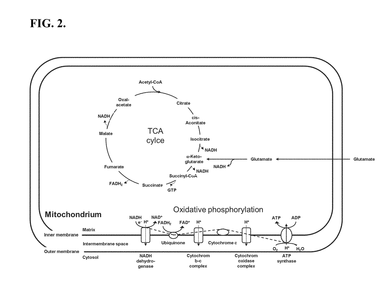 Novel eukaryotic cell-free protein expression system that does not require an artificial energy regeneration system