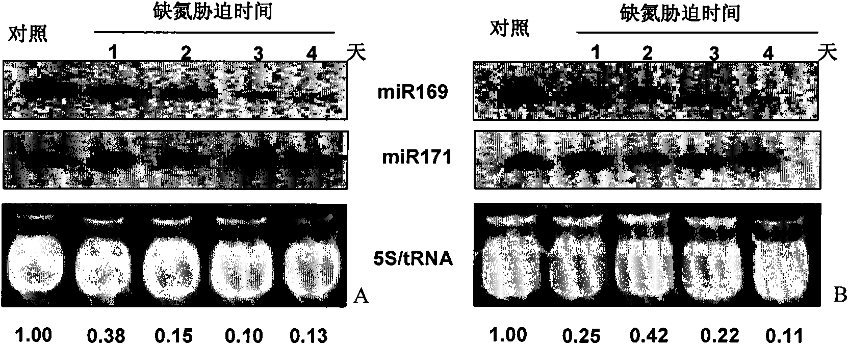 Application of miR169 or target genes NFYA5 thereof in nitrogen stress adaptation of plants