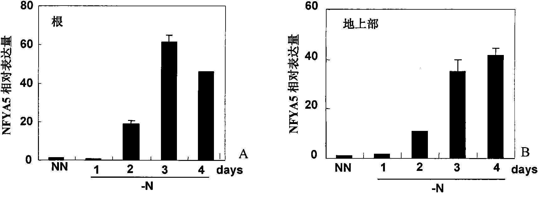 Application of miR169 or target genes NFYA5 thereof in nitrogen stress adaptation of plants