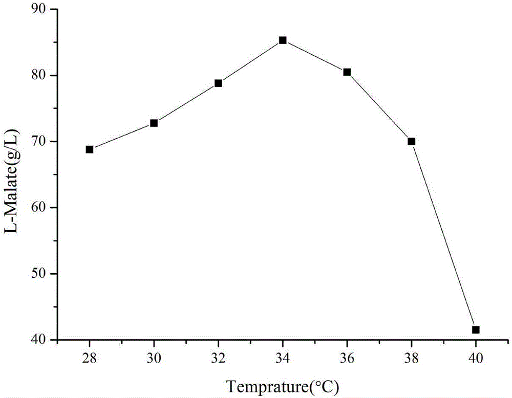 Method for producing L-malic acid through aspergillus oryzae fermentation