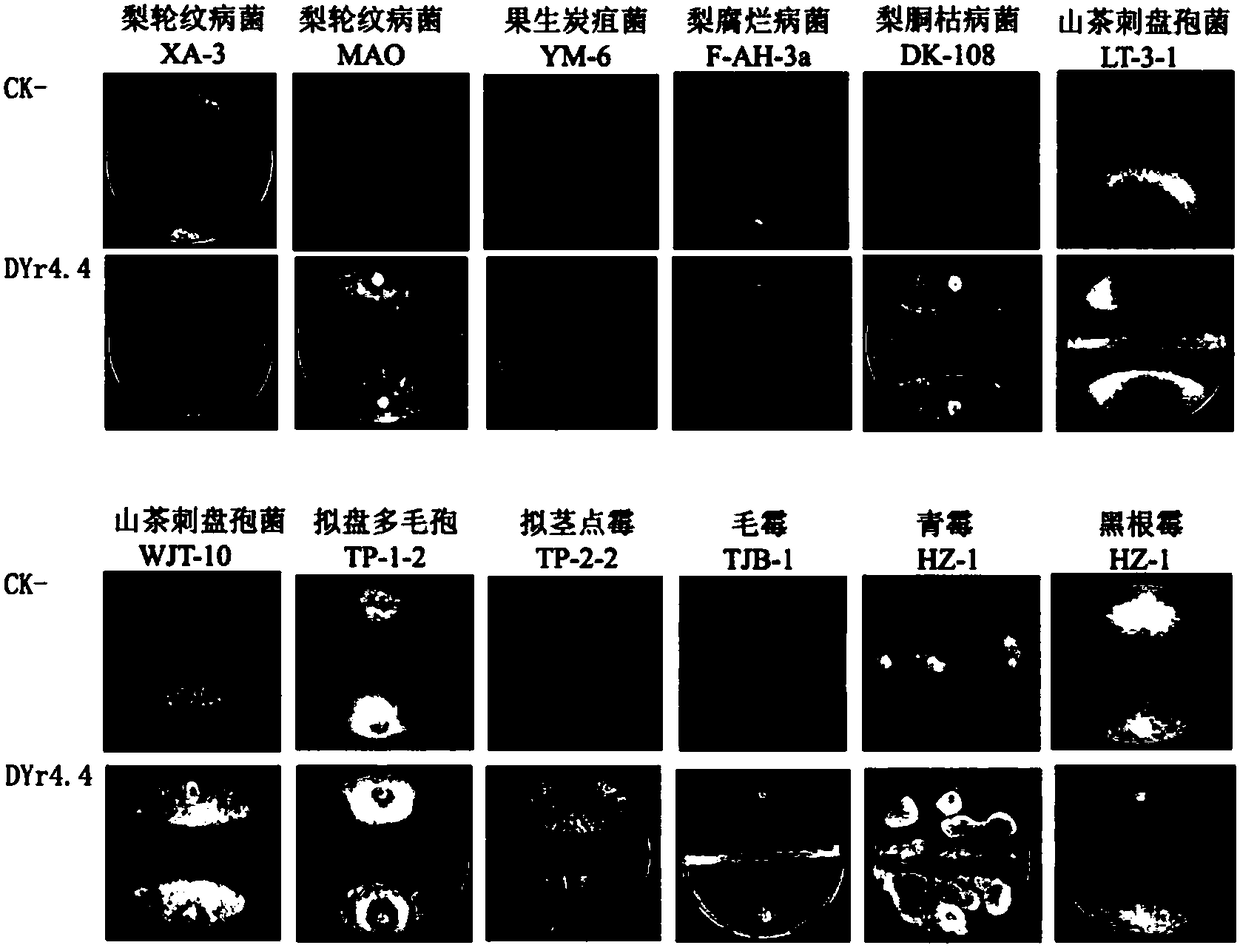 Bacillus polymyxa DYr4.4 with broad spectrum antibacterial activity and preparation method and application