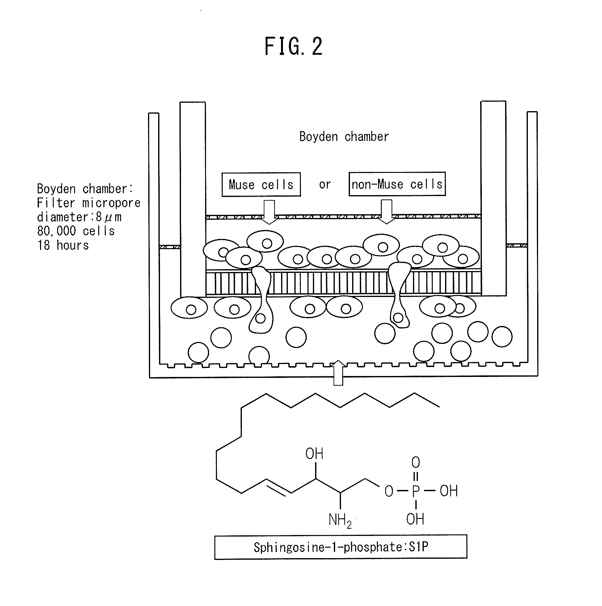 Pharmaceutical composition including migratory factor for guiding pluripotent stem cells to damage