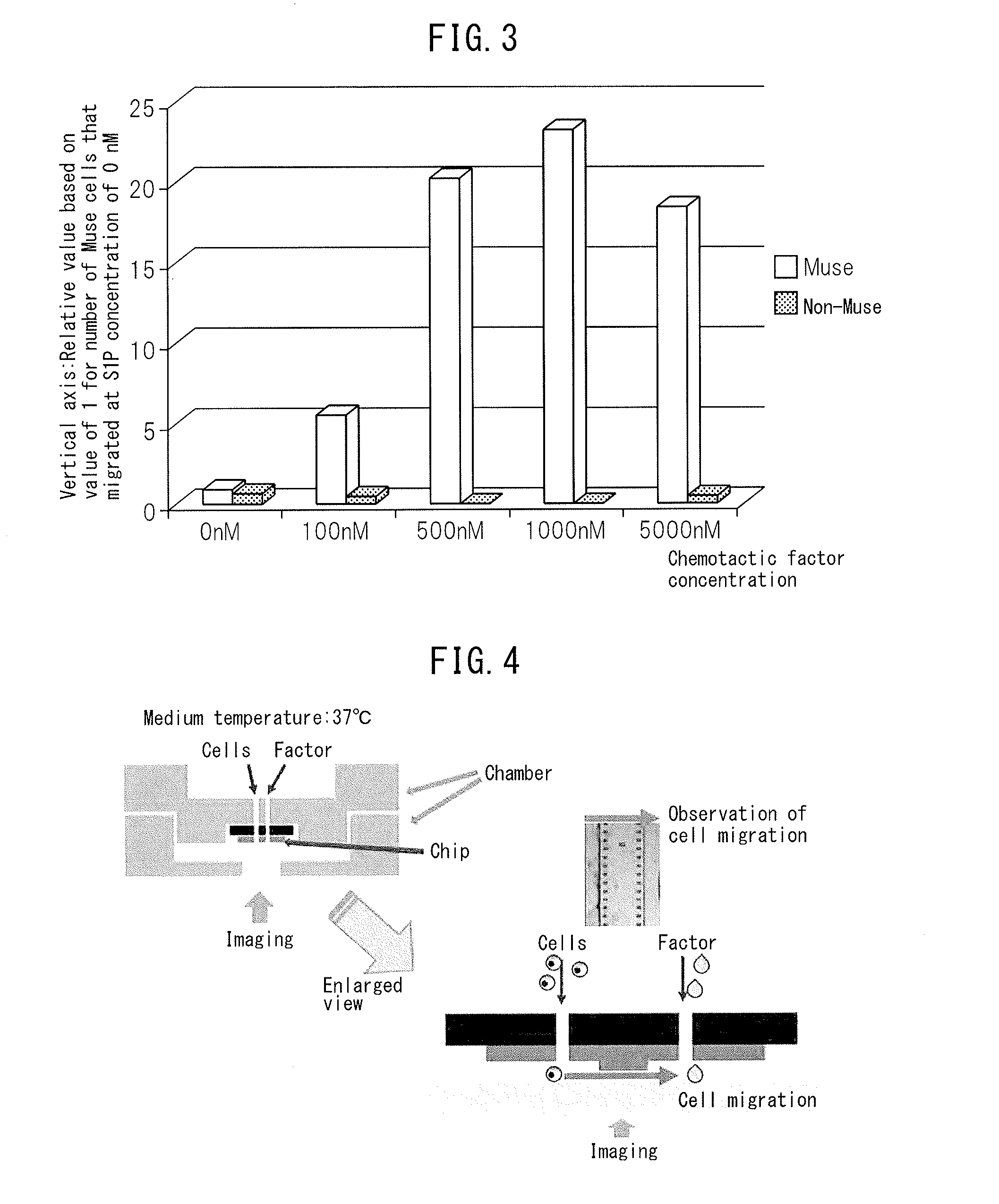 Pharmaceutical composition including migratory factor for guiding pluripotent stem cells to damage