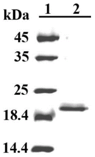 Application of C-type lectin