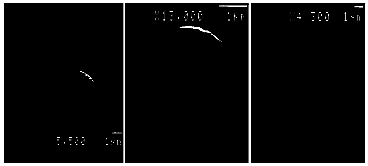 A method for blood cell collection and ultrastructural observation of sea mussels