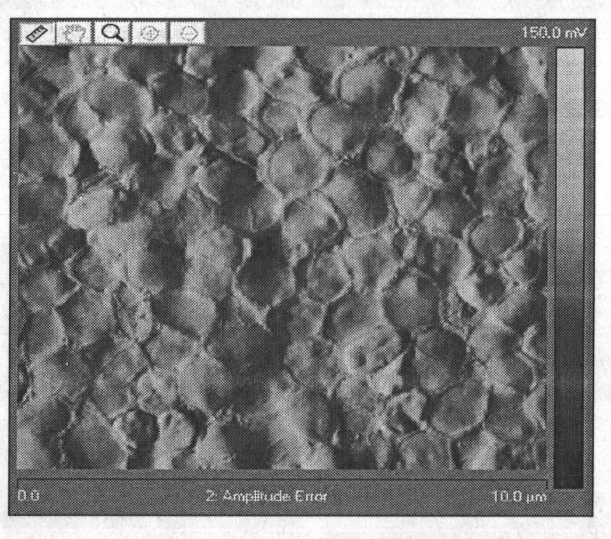 Halophilic decontamination bacterium and application thereof