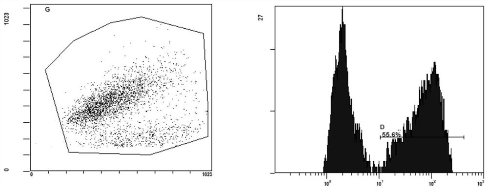 Chimeric antigen receptor, its preparation method, nk cell modified by using it and its application in treating hbv infection