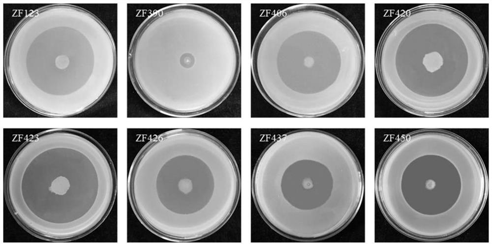 Paenibacillus peoriae and application thereof in prevention and treatment of bacterial soft rot of cucumbers