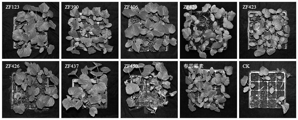 Paenibacillus peoriae and application thereof in prevention and treatment of bacterial soft rot of cucumbers