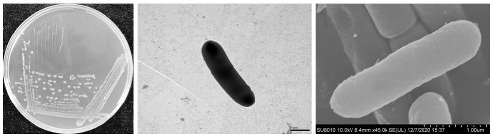 Paenibacillus peoriae and application thereof in prevention and treatment of bacterial soft rot of cucumbers