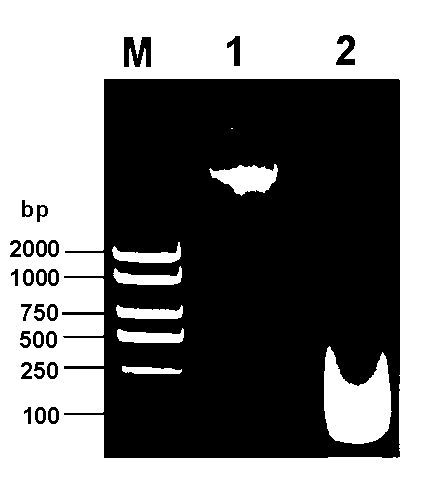 Method for extracting genomic DNA from giant salamander skin mucus