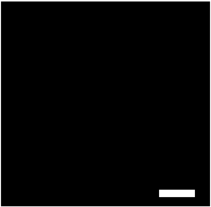 Preparation method of Mxene/PS nano composite electrorheological material