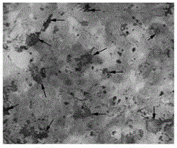 A method for inducing bone marrow mesenchymal stem cells to differentiate into osteoblasts in vitro and induction medium