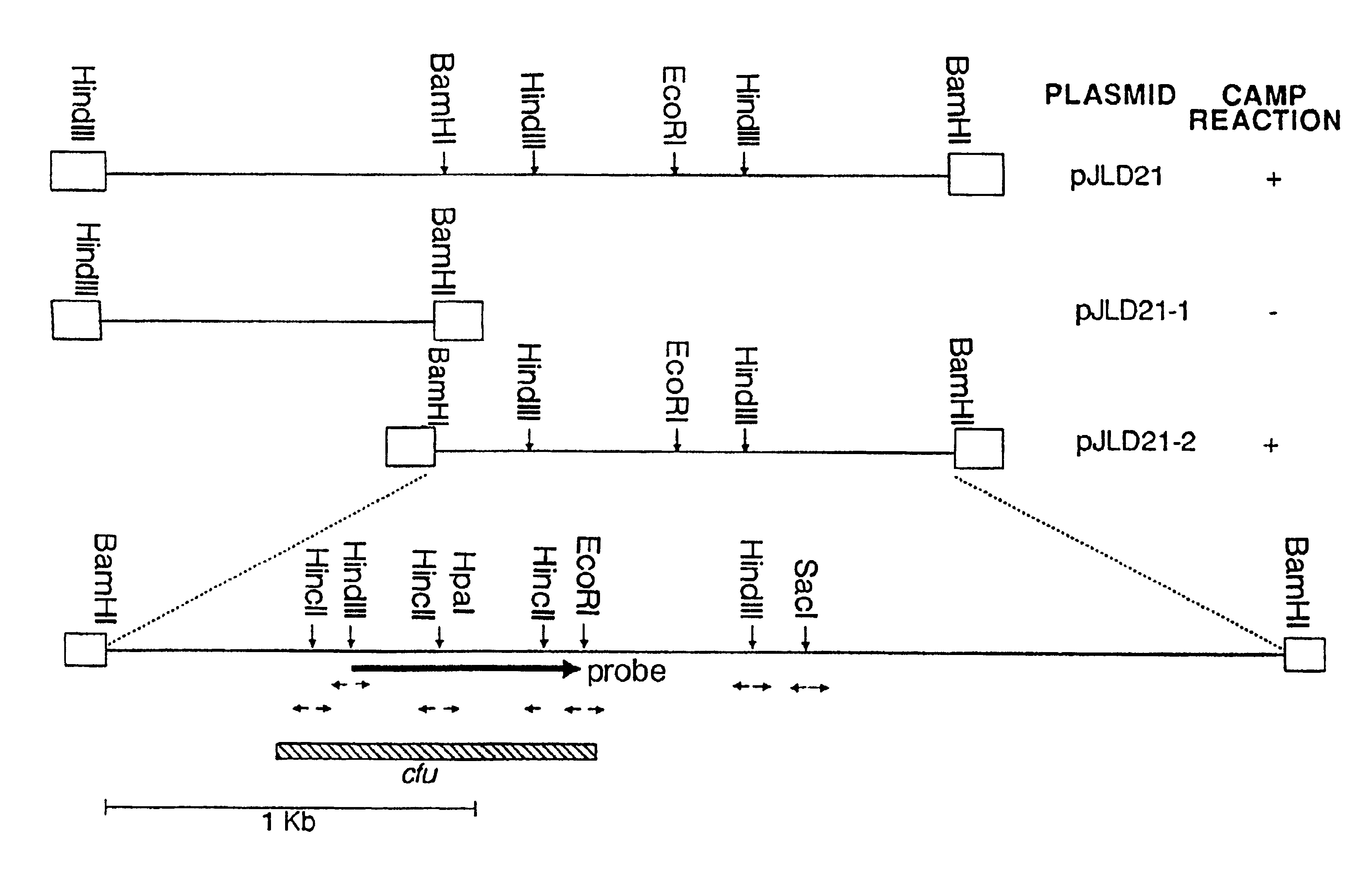 CAMP factor of Streptococcus uberis