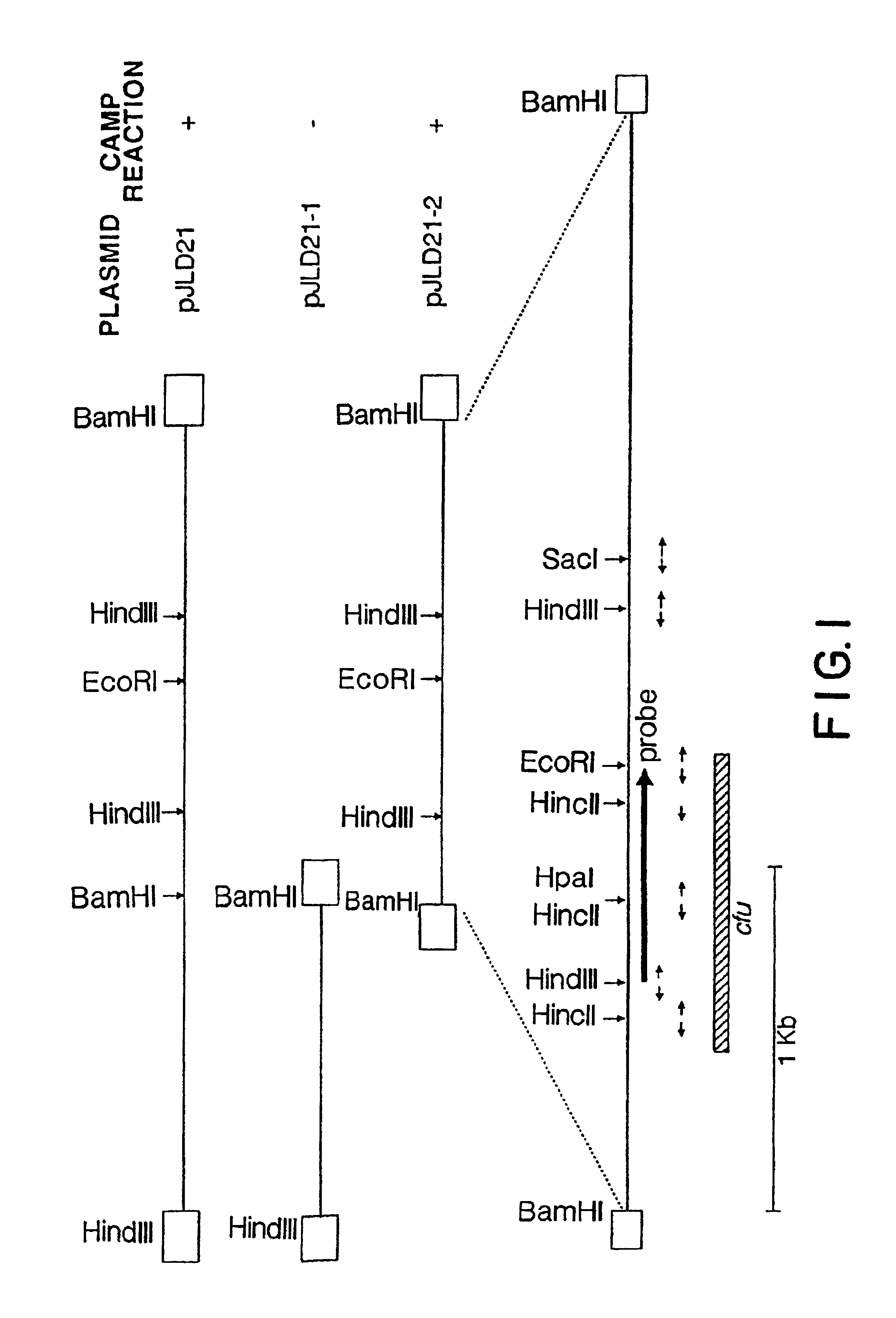 CAMP factor of Streptococcus uberis