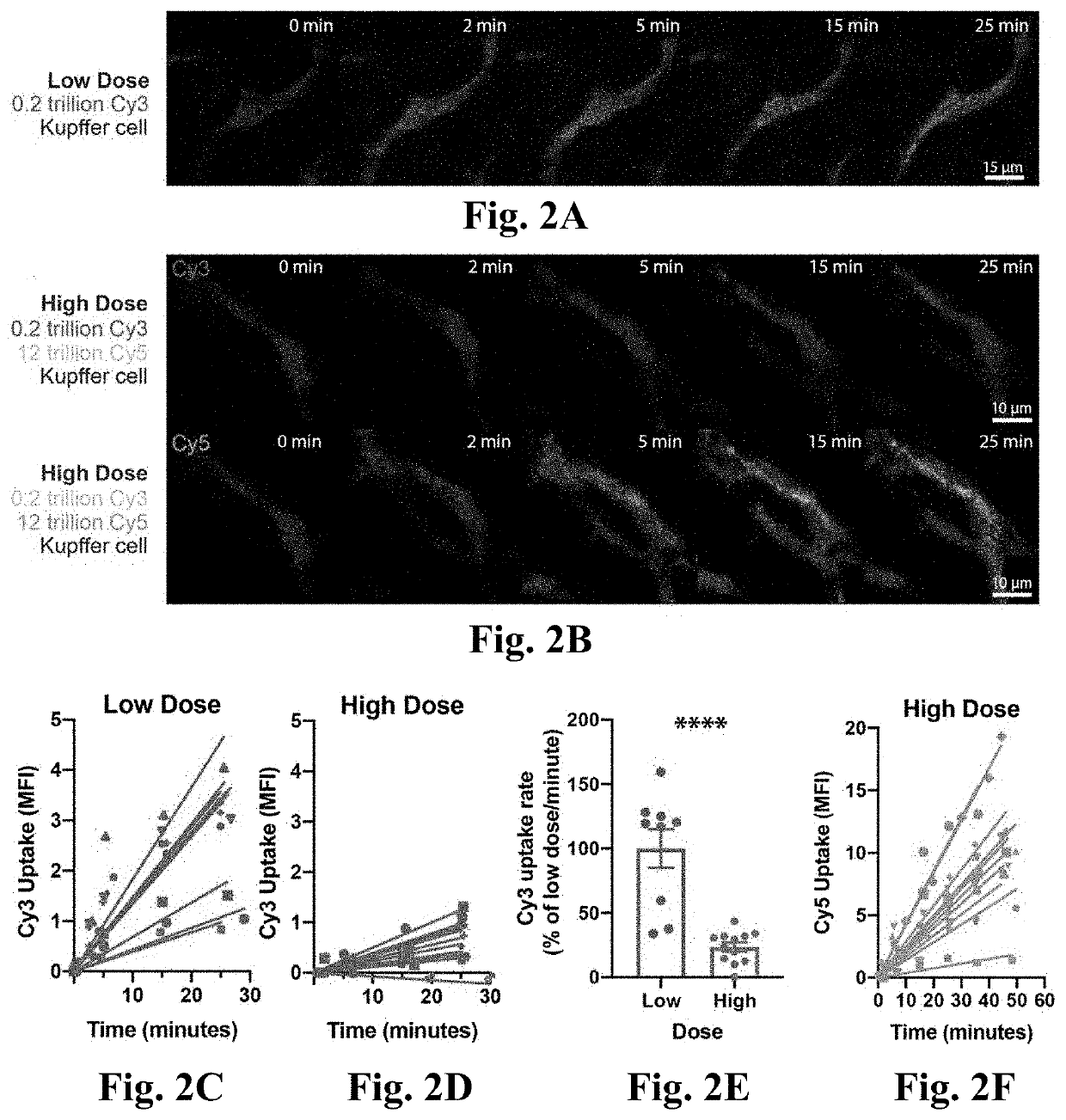 Nanoparticle delivery to a target tissue