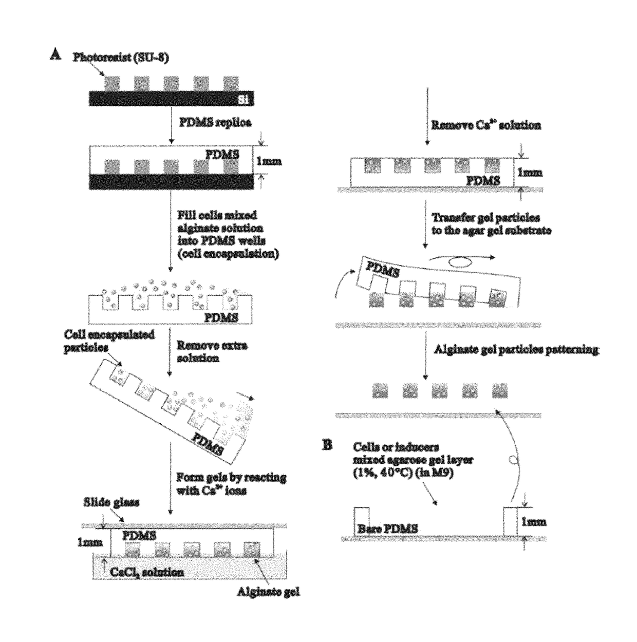 Hydrogel encapsulated cell patterning and transferring method and cell-based biosensor using the same