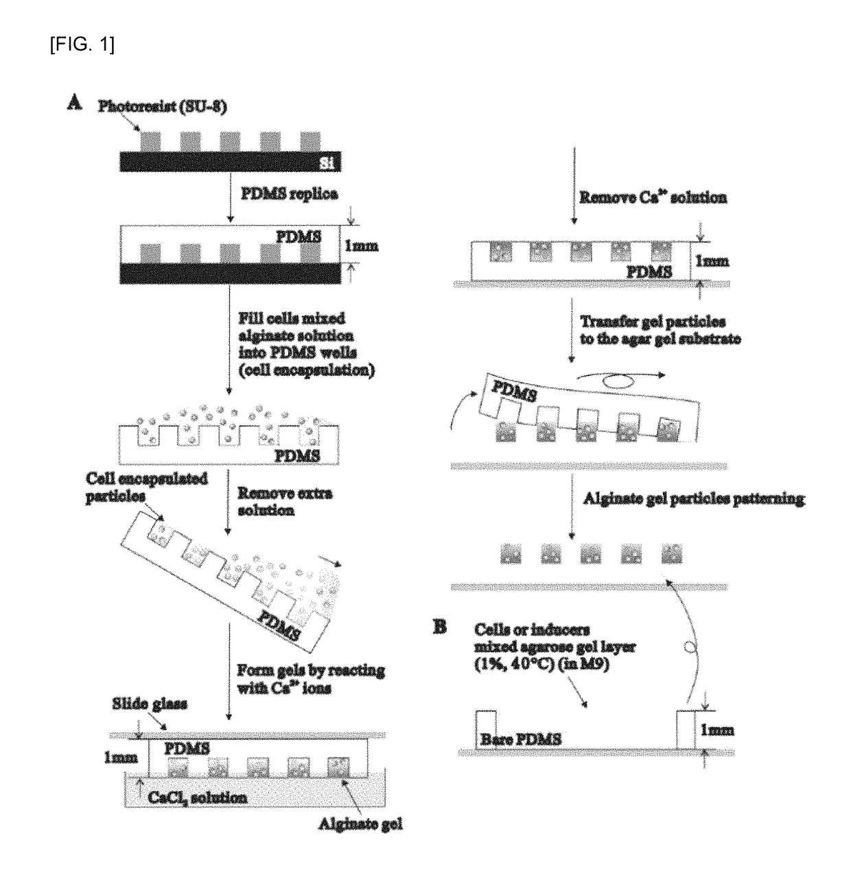 Hydrogel encapsulated cell patterning and transferring method and cell-based biosensor using the same