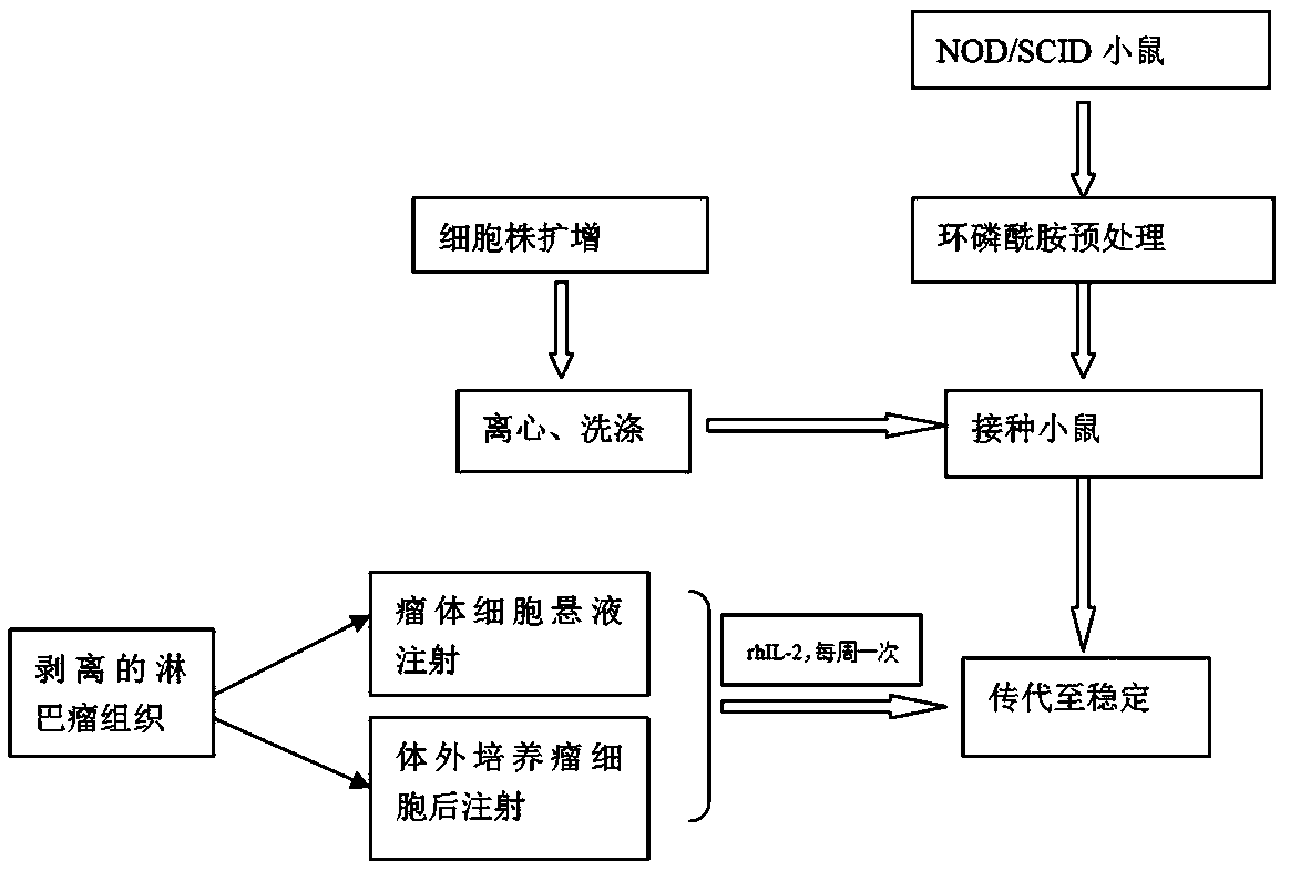 Immunodeficient mouse model constructed by utilizing NK/T lymphoma cell strain