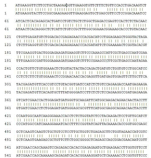 5-enolpyruvylshikimate-3-phosphate synthase gene derived from thermotoga maritima and application of gene