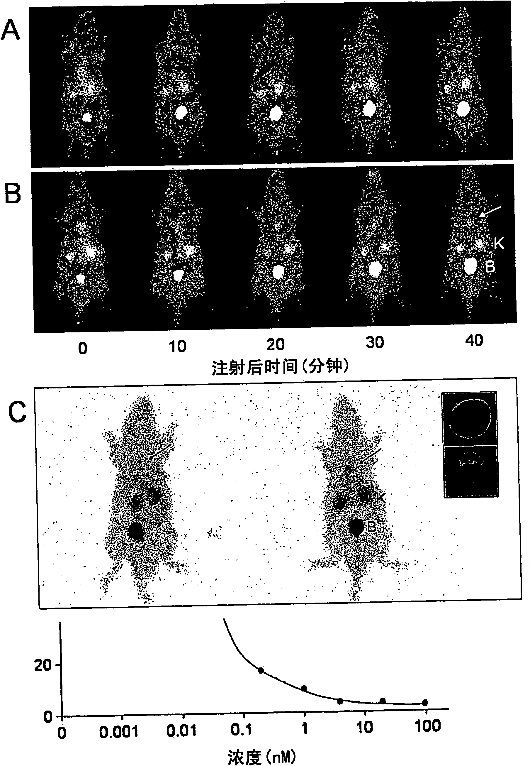 99mTc-labeled 19 amino acid containing peptide for use as phosphatidylethanolamine binding molecular probe and radiopharmaceutical