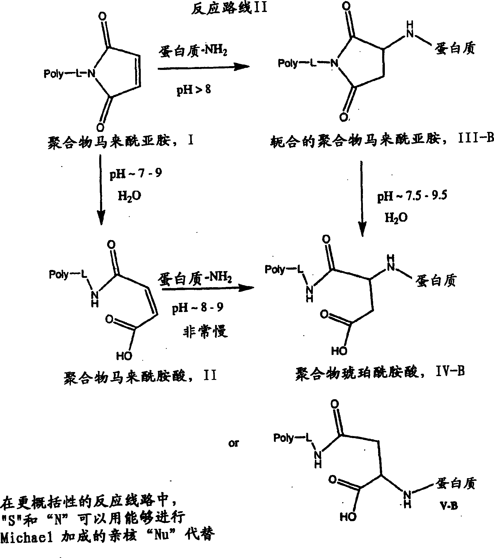 Maleamic acid polymer derivatives and their bioconjugates