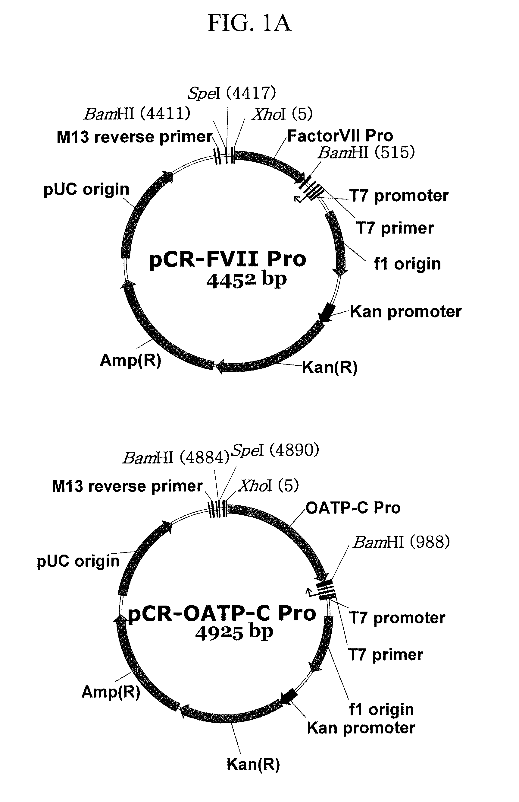 Expression vector suitable for expression of a coding sequence for gene therapy