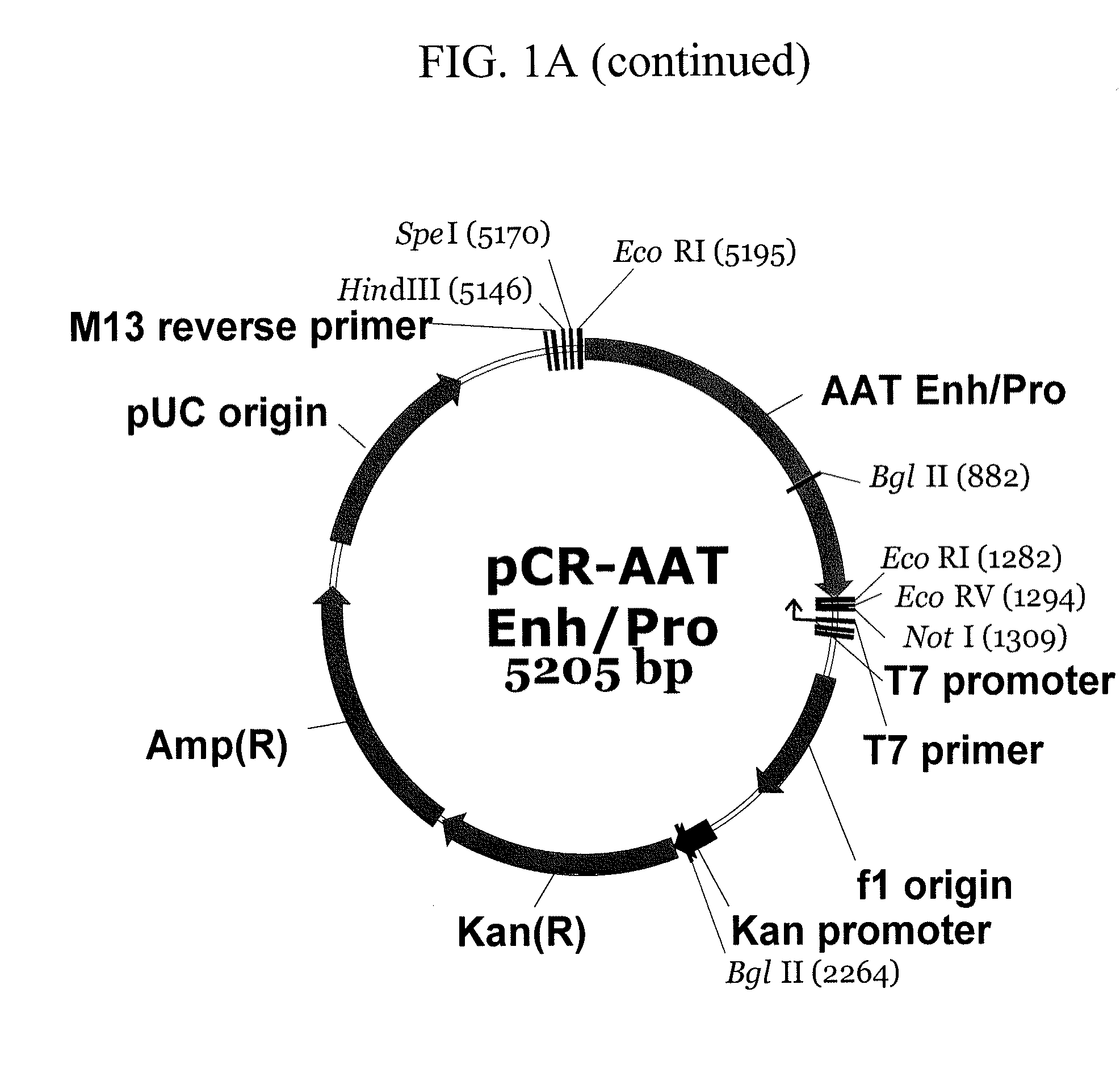 Expression vector suitable for expression of a coding sequence for gene therapy