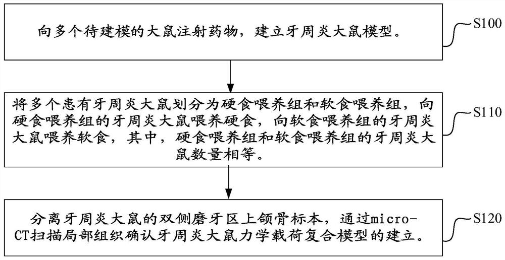 Method for establishing rat periodontitis model