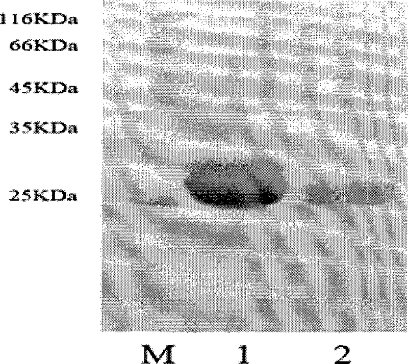 Cocaine-and amphetamine-regulated transcript peptides single-chain antibody and application thereof