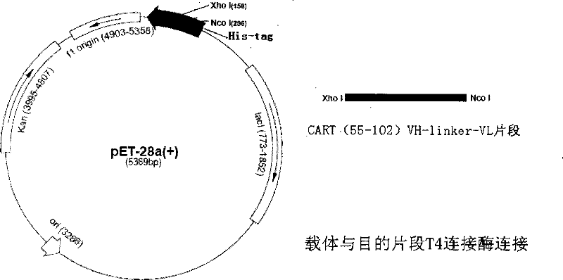 Cocaine-and amphetamine-regulated transcript peptides single-chain antibody and application thereof