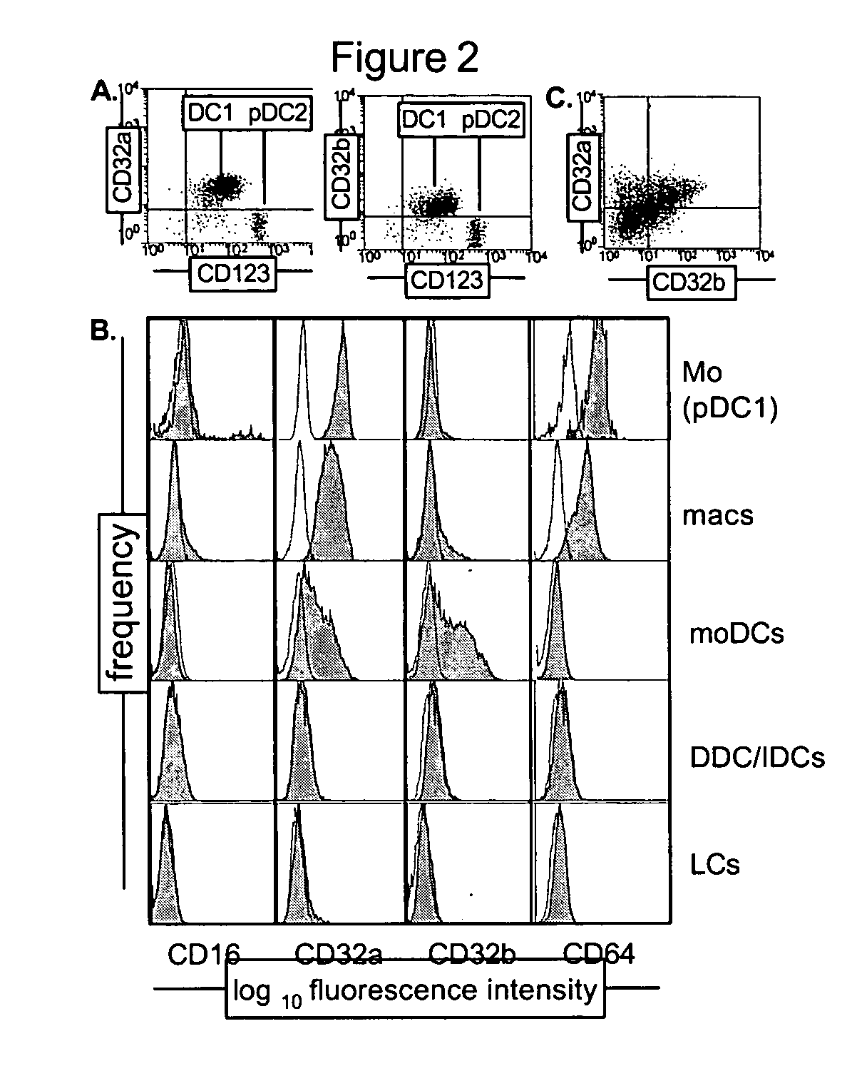 Modulation of Fc gamma receptors for optimizing immunotherapy